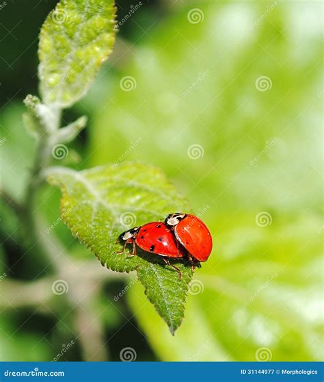 Ladybug Mating Stock Image Image Of Nature Habit Spring 31144977