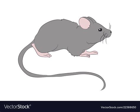 Mouse Is Drawing Color Royalty Free Vector Image