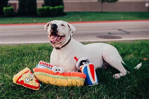 On reddit and around the web. Your Favorite Costco Food Court Items Are Now Dog Toys in ...