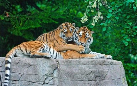 Tiger Couple Pet Birds Big Cats Tiger