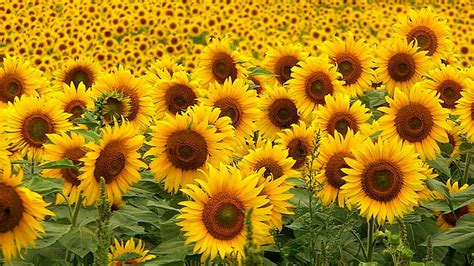 Beautiful Sunflowers Field Hd Sunflower Wallpapers Hd Wallpapers Id