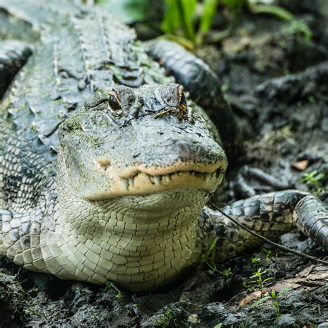 American Alligator - Alligator mississippiensis | Location: … | Flickr