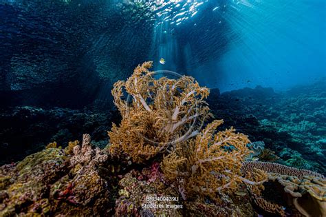 Reef Scene In Halmahera Indonesia Stocktrek Images