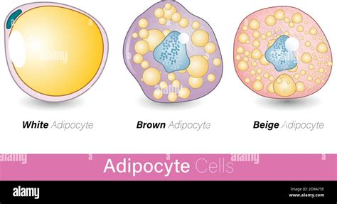 Brown Adipocyte Beige Adipocyte White Adipocyte Vector Illustration Eps