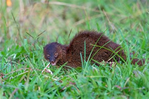 Premium Photo Mongoose Urva Javanica Eating A Snake As Their Prey