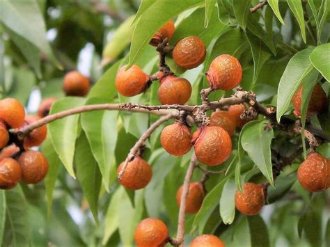Sapindus Mukorossi 5 Seeds Big Soap Nut Tree Soapberry Washnut Ritha
