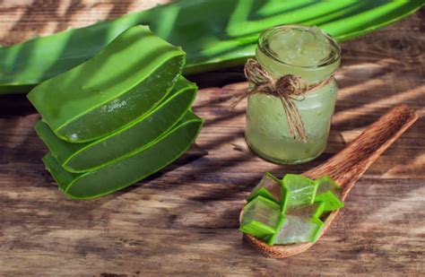 Anda ada pokok aloe vera di rumah? Manfaat dan Perbedaan Aloe Vera Multifunction Gel Untuk ...