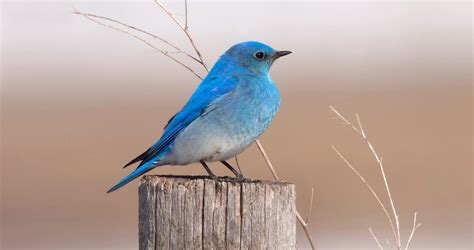 Mountain Bluebird Identification All About Birds Cornell