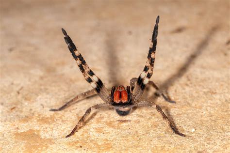 Brazilian Wandering Spider Bite Animals Around The Globe