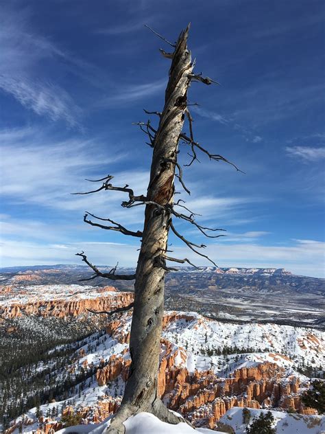 Twisted Tree Bryce Canyon National Park David Reams