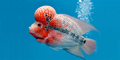 Some of the fish in this top 20 amazing freshwater fish list will not be readily available in your local pet store or aquarium shop but they are suitable for home aquariums and can sometimes be ordered or tracked down with a little persistence. 10 Most Colorful Freshwater Fish | The Aquarium Guide