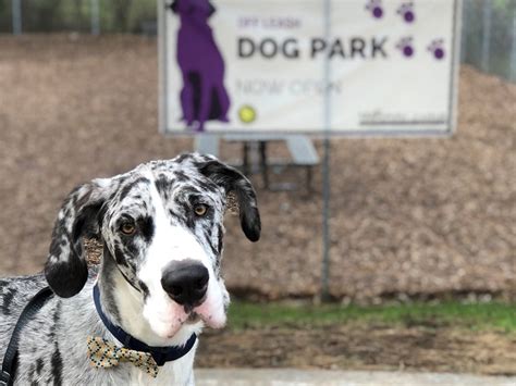 Great Dane Friendly Apartments In The Twin Cities Area Dane Good Blog