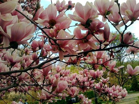 La natura regala alberi con fiori vivaci, delicate, più o meno profumate. Alberi da fiore da giardino - Piante da Giardino - Alberi ...