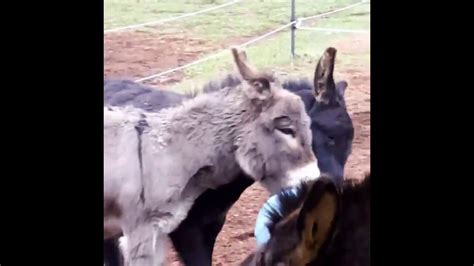 Donkeys Playing With The Ball Youtube
