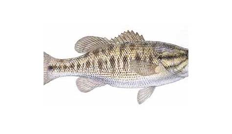 North Carolina Fish Identification Chart