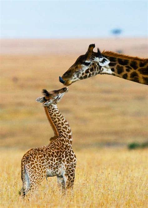 17 Baby Giraffe Facts Size Diet Skills Photos Videos Storyteller