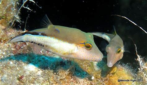 Puffer Fish Bahamas Reef Fish 19 Rolling Harbour Abaco