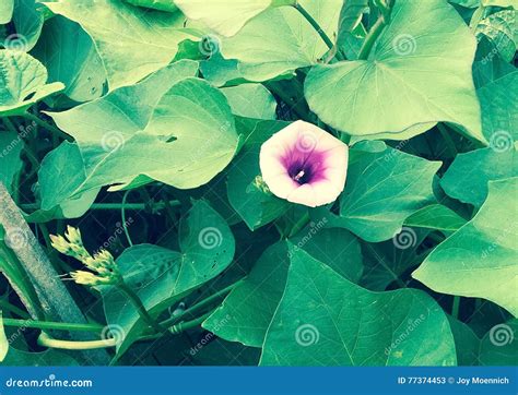 Sweet Potato Flower From The Green Garden Editorial Stock Photo Image