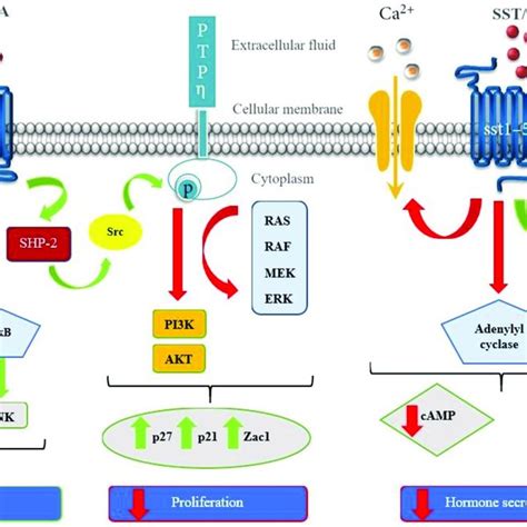 Schematic Representation Of The Signaling Pathways Induced By Download Scientific Diagram