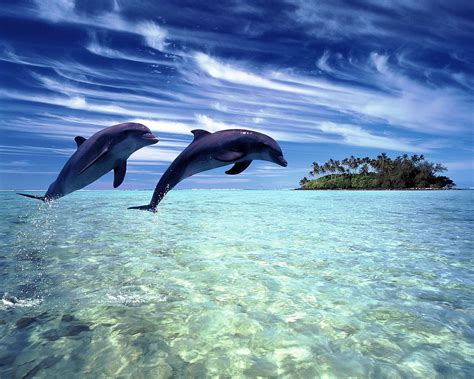 ~♥ Dolphins ♥ ~ Dolphins Wallpaper 10346657 Fanpop