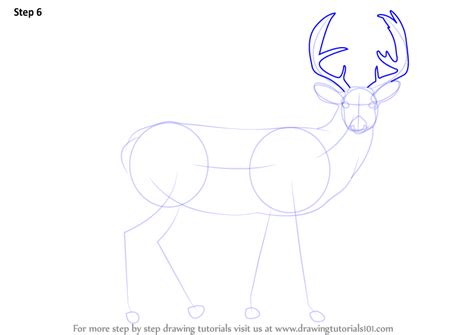 Learn How To Draw A Buck Deer Wild Animals Step By Step Drawing