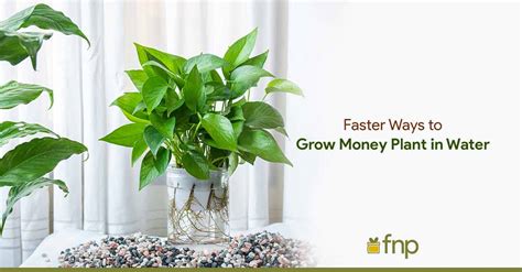 A Complete Guide To Growing Money Plant In Water Faster Fnp