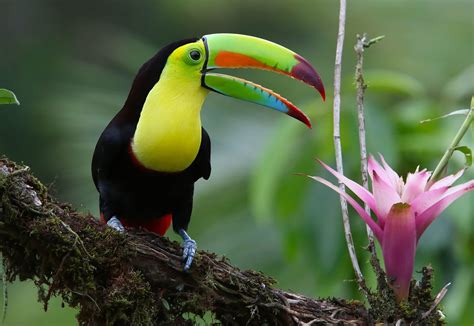 Download Beak Flower Branch Colorful Bird Animal Toucan Hd Wallpaper