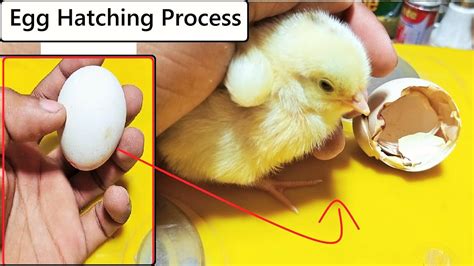 Chicken Egg Hatching Process How To Hatch Chick At Home Egg Hatching Youtube