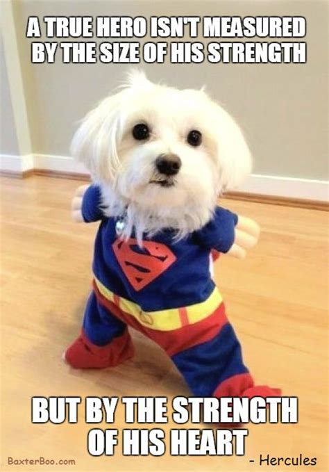 Super Dog Has The Heart Of A Hero Cute Pet Memes And Quotes