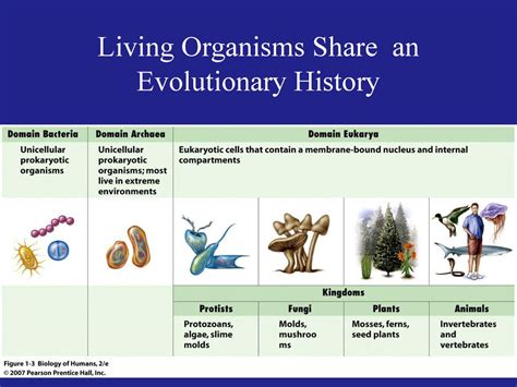 All Organisms Are Classified By Evolutionary Relationships Ppt Download