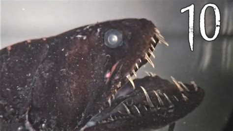 Top 10 Creepy Deep Sea Creatures Youtube