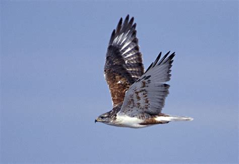 Ferruginous Hawk Bird Breeds Central