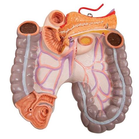 Includes labeled human skeleton chart. Human Torso Model | Life-Size Torso Model | Anatomical ...