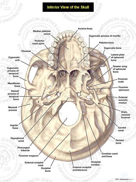 This Exhibit Depicts The Anatomy Of The Inferior Skull Including The