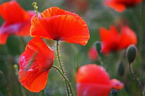 Flower Meadow Corn Poppy Nature Free Photo On Pixabay Pixabay