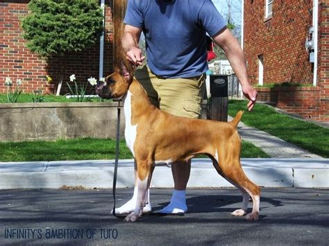 Docked Tail Boxer Forum Boxer Breed Dog Forums Boxer Breed Boxer