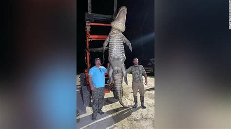 florida alligator it weighed more than 1 000 pounds cnn