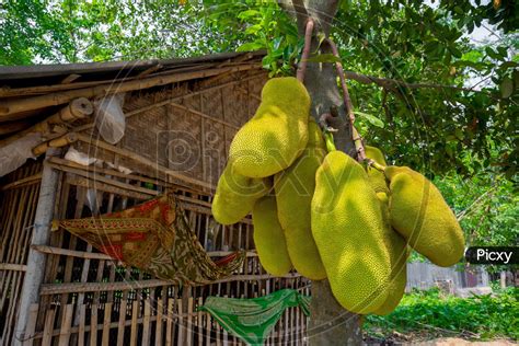 Image Of A Large Scale Of Jackfruits Hanging On The Tree Jackfruit Is
