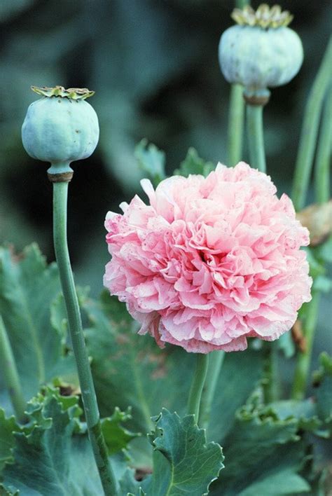 50 Pink Peony Poppy Seeds Papaver Paeoniflorum Etsy