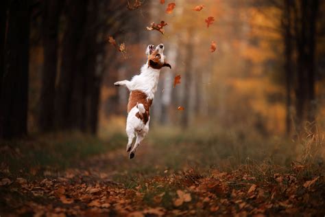 Dog Jack Russell Terrier Jump The Trees Remember