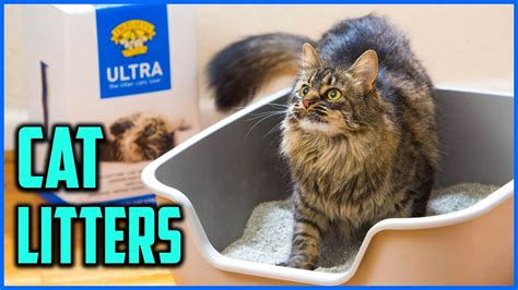 Top 5 Best Cat Litters In 2020 Cat Litter Cool Cats Best Cat Litter