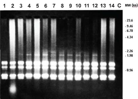Random Amplified Polymorphic Dna Patterns Obtained With The Primer Opg