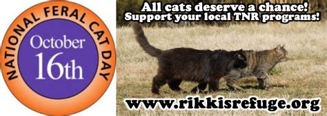 National Feral Cat Day Rikkis Refuge Animal Sanctuary