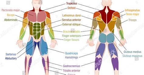 Muscles Anterior Full Body Diagram Muscular System Blank Worksheet