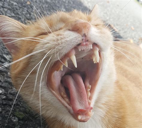 Picture Of Cats Teeth Cat Dental Exams What You Need To Know About