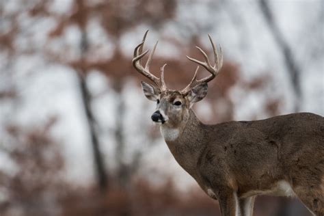 Hunter Killed By Deer He Believed Was Shot Dead Officials Say The Washington Post