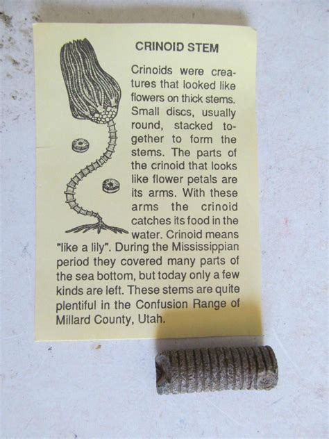 Crinoid Stem Like A Lily Fossil Information Location Card Fossil