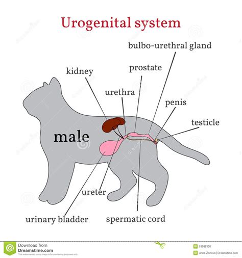 Sistema Urogenitale Del Gatto Maschio Illustrazione Vettoriale