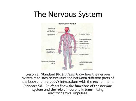 Ppt The Nervous System Powerpoint Presentation Free Download Id