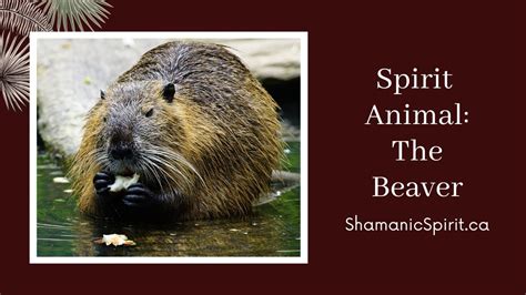 Animal Spirit Guide The Beaver Shamanic Power Animal Beaver